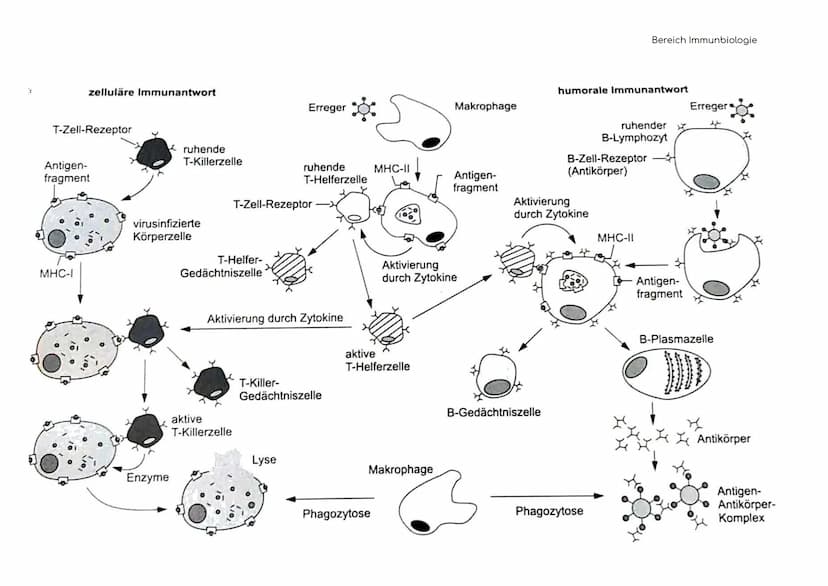Immunbiologie
Übersicht der Blut und Zelltypen
Erythrozyten
(rote)
Leukozyten
(weiße)
Hämoglobin bindet Sauerstoff
und transportiert ihn zu 