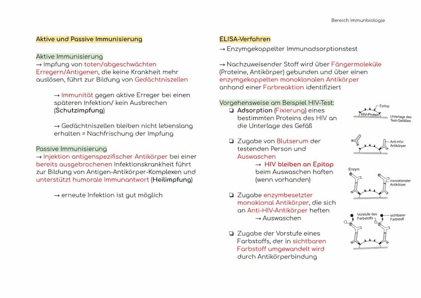 Immunbiologie
Übersicht der Blut und Zelltypen
Erythrozyten
(rote)
Leukozyten
(weiße)
Hämoglobin bindet Sauerstoff
und transportiert ihn zu 