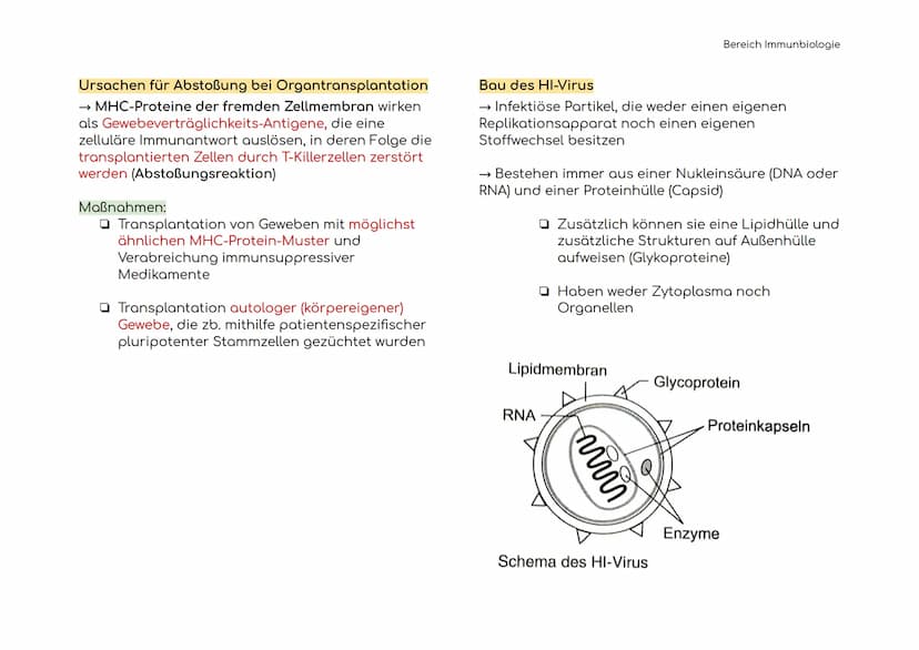 Immunbiologie
Übersicht der Blut und Zelltypen
Erythrozyten
(rote)
Leukozyten
(weiße)
Hämoglobin bindet Sauerstoff
und transportiert ihn zu 