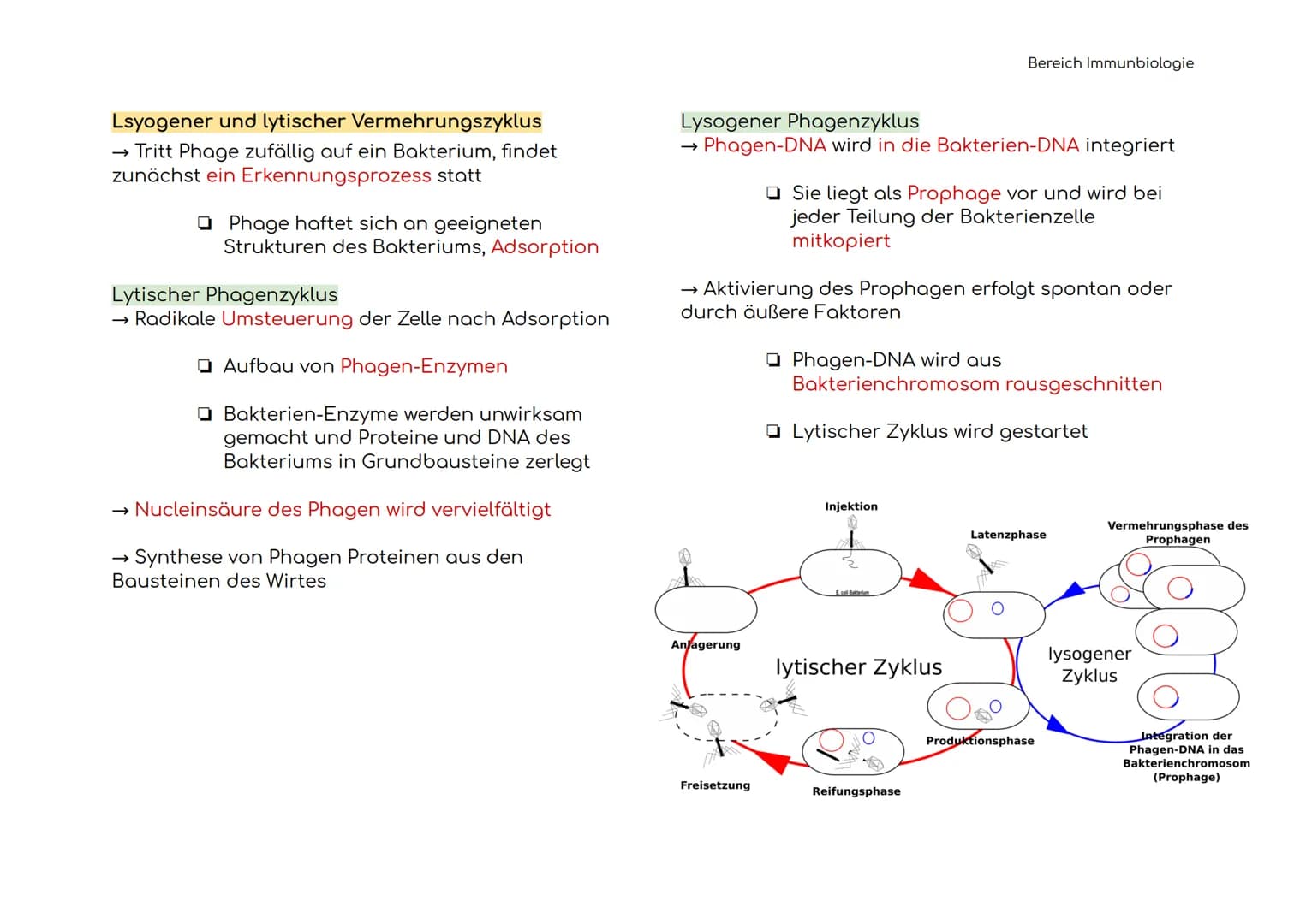 Immunbiologie
Übersicht der Blut und Zelltypen
Erythrozyten
(rote)
Leukozyten
(weiße)
Hämoglobin bindet Sauerstoff
und transportiert ihn zu 