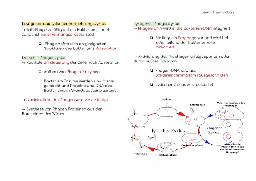 Immunbiologie
Übersicht der Blut und Zelltypen
Erythrozyten
(rote)
Leukozyten
(weiße)
Hämoglobin bindet Sauerstoff
und transportiert ihn zu 