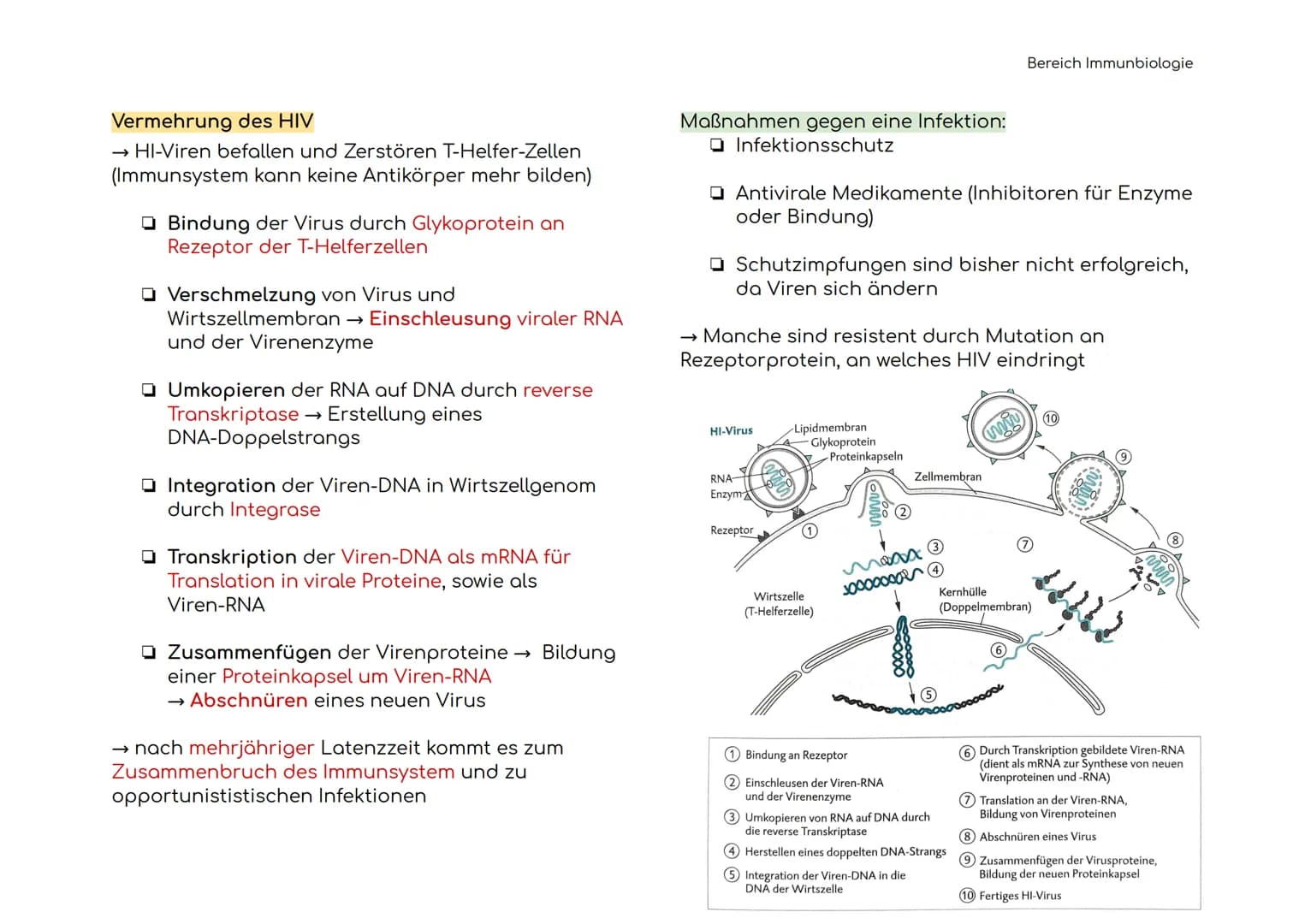 Immunbiologie
Übersicht der Blut und Zelltypen
Erythrozyten
(rote)
Leukozyten
(weiße)
Hämoglobin bindet Sauerstoff
und transportiert ihn zu 