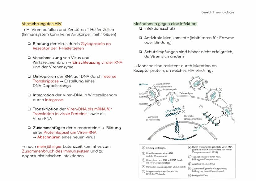 Immunbiologie
Übersicht der Blut und Zelltypen
Erythrozyten
(rote)
Leukozyten
(weiße)
Hämoglobin bindet Sauerstoff
und transportiert ihn zu 