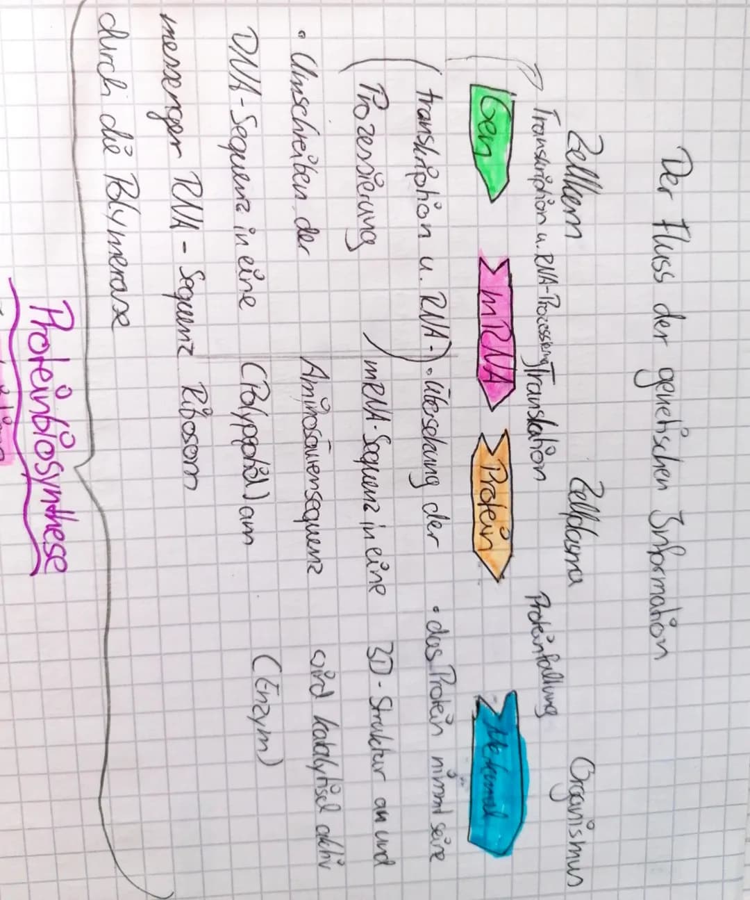 Der Fluss der genetischen Information
Zellkem
Zelldama
Transkription u. RNA-Processing Translation
Gen
G
ΣMRNA Protein
transkriphon u. RNA -