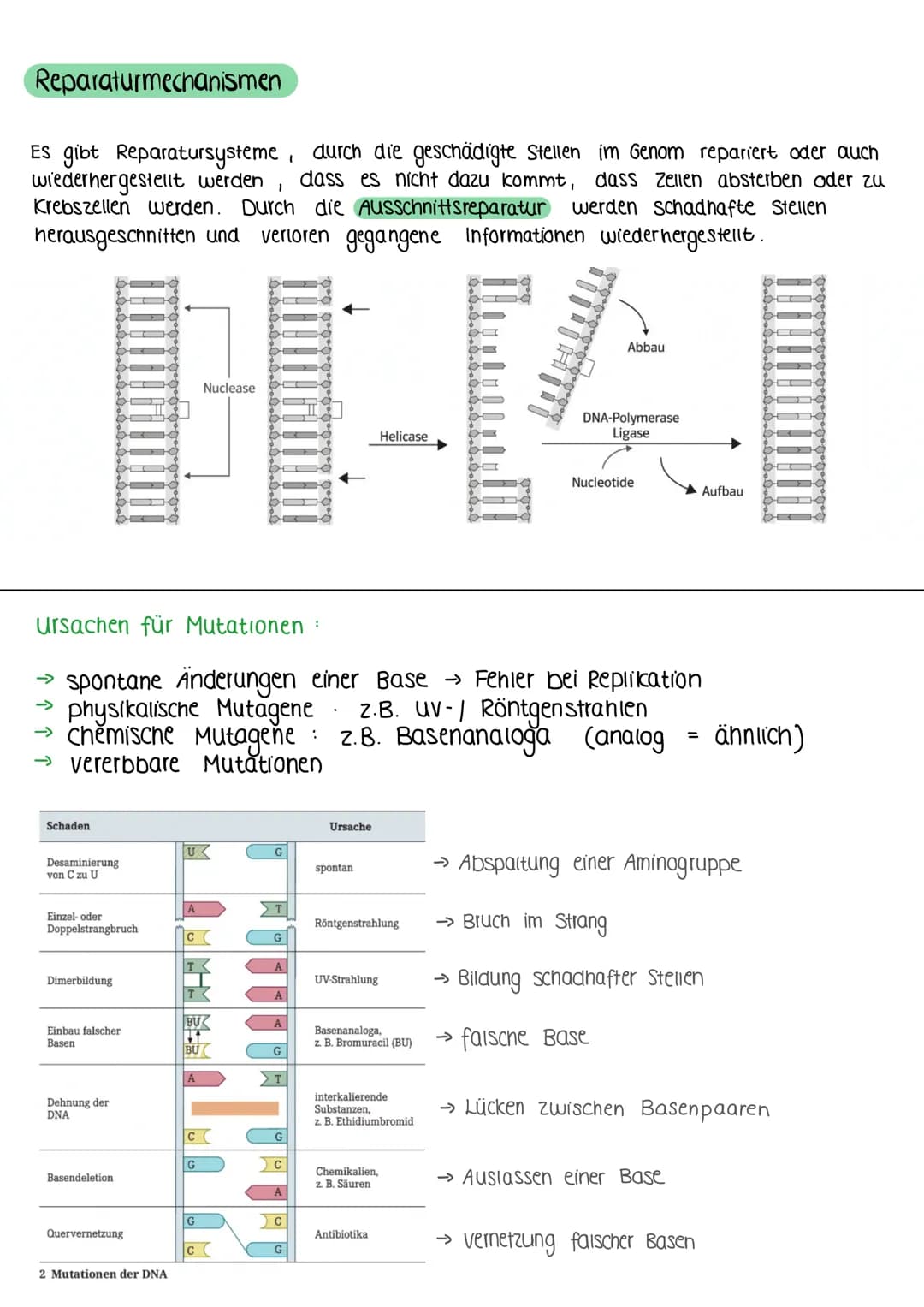 Biologie, GK
Thema: Genetik - Der Genbegriff
Jahreszahl und Forscher
1909,
Wilhelm
Johannsen
1941,
George
Beadle und
Edward
Tatum
1948
1957,