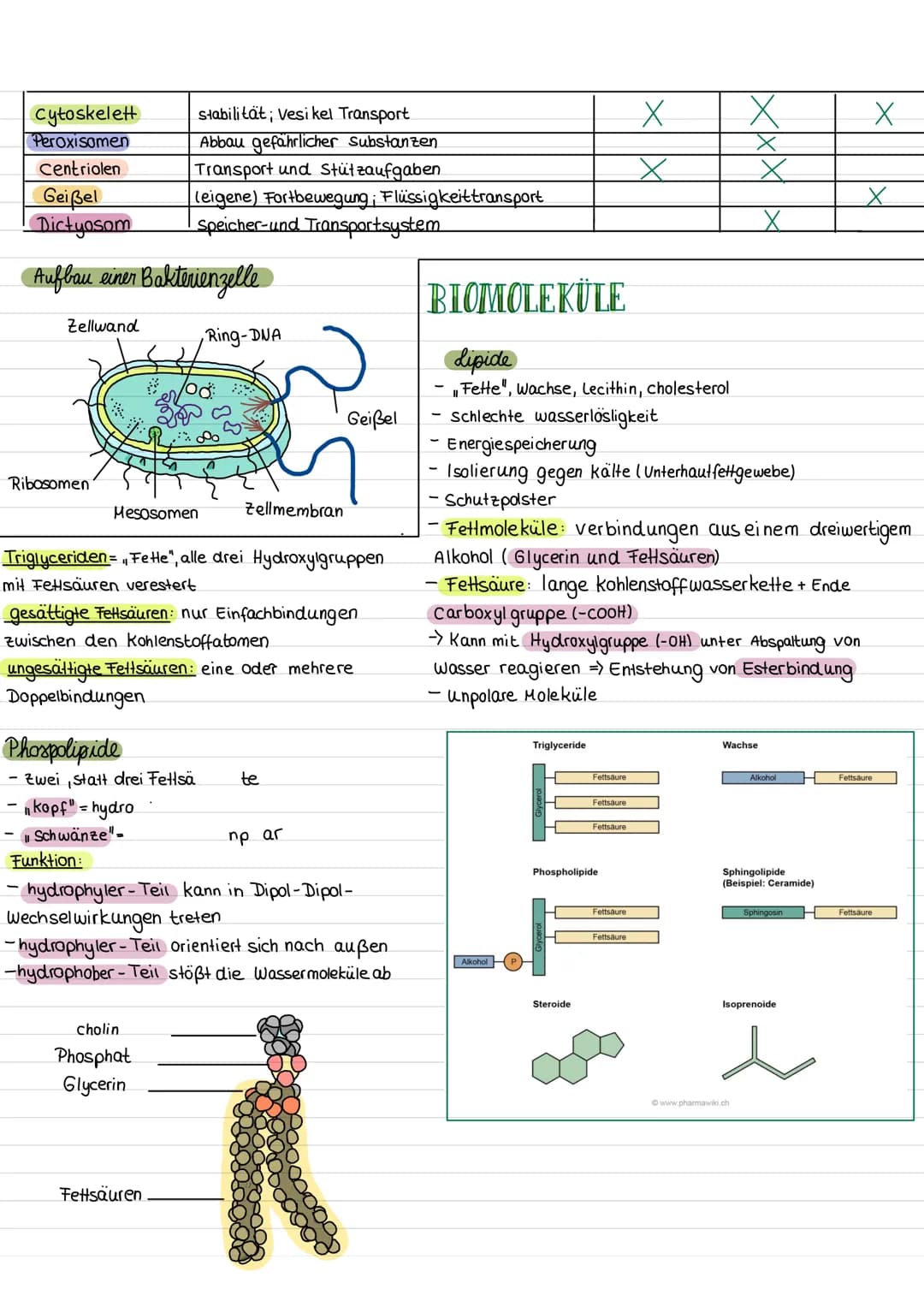 مهمل منه
ZELLE
chloroplasten
Zellkern mit
Nucleolus
Aufbau einer pflanzlichen Zelle
chromoplast
Golgi-apparat
Funktionen
Zellkern (Nucleus)
