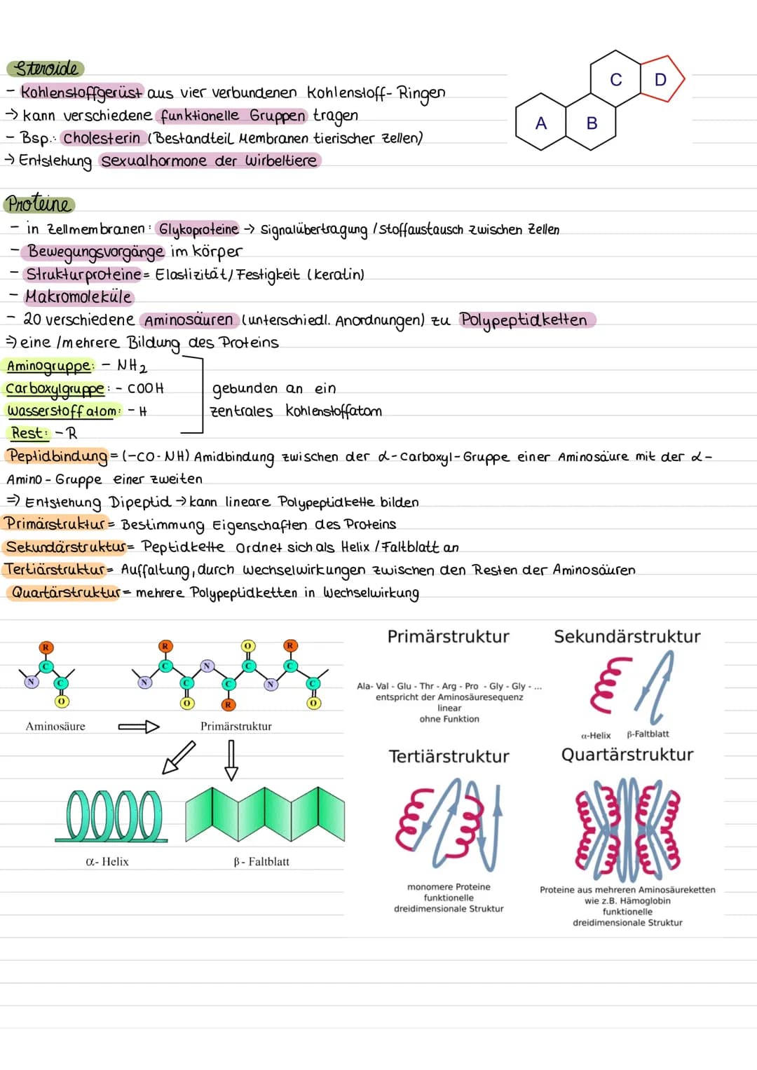 مهمل منه
ZELLE
chloroplasten
Zellkern mit
Nucleolus
Aufbau einer pflanzlichen Zelle
chromoplast
Golgi-apparat
Funktionen
Zellkern (Nucleus)
