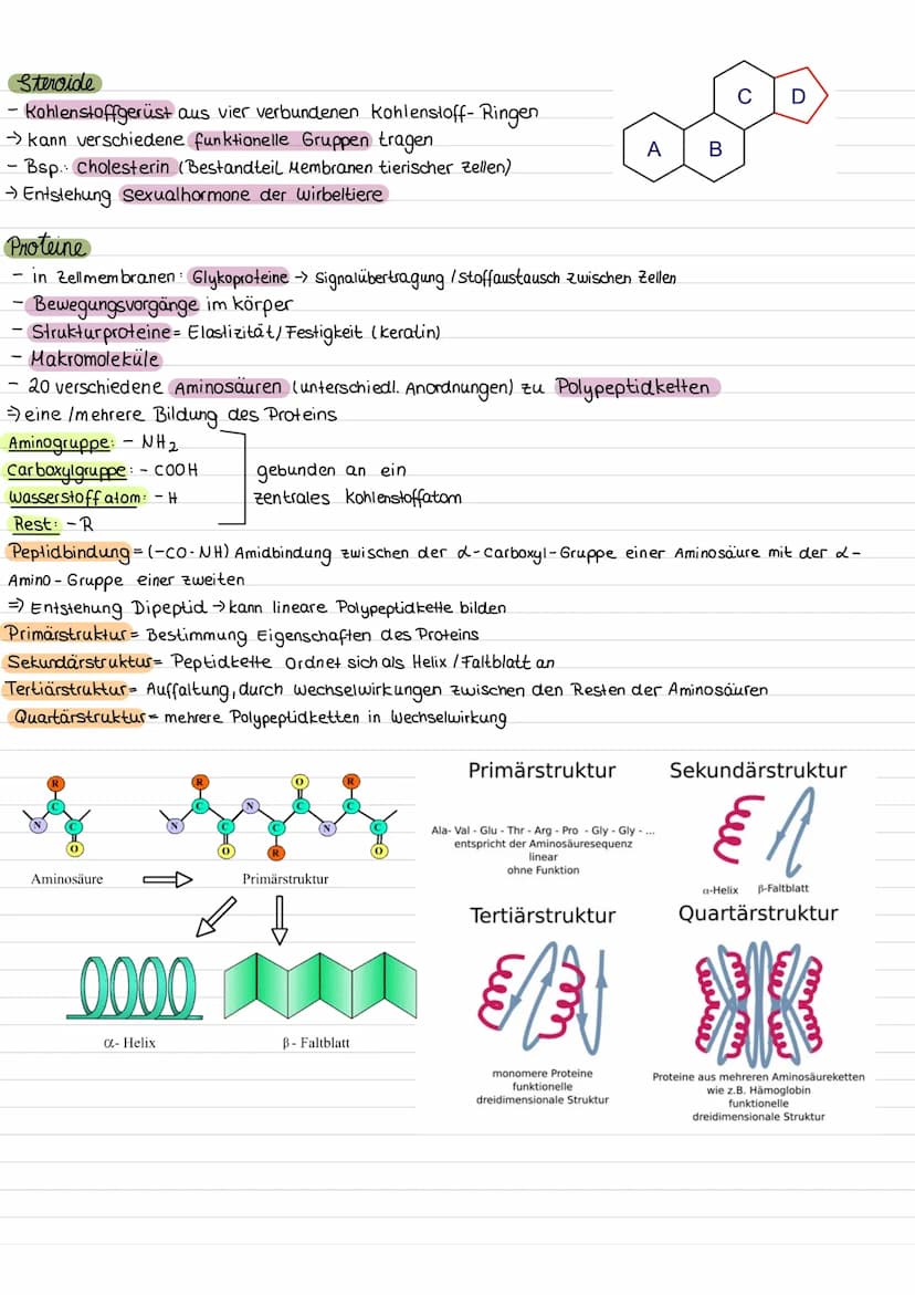مهمل منه
ZELLE
chloroplasten
Zellkern mit
Nucleolus
Aufbau einer pflanzlichen Zelle
chromoplast
Golgi-apparat
Funktionen
Zellkern (Nucleus)
