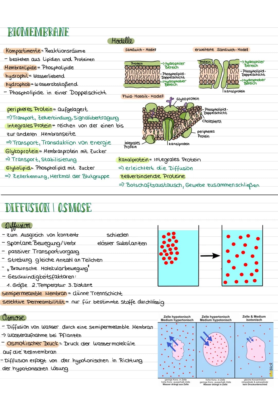 مهمل منه
ZELLE
chloroplasten
Zellkern mit
Nucleolus
Aufbau einer pflanzlichen Zelle
chromoplast
Golgi-apparat
Funktionen
Zellkern (Nucleus)
