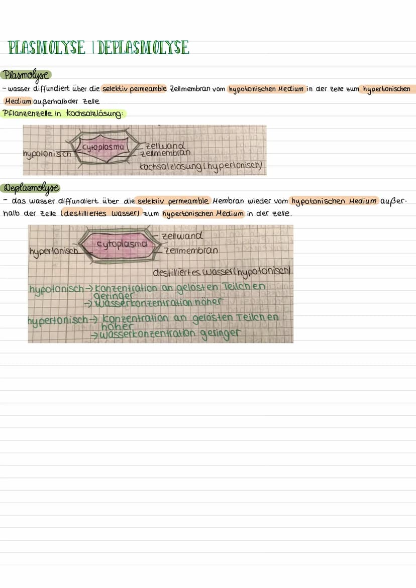 مهمل منه
ZELLE
chloroplasten
Zellkern mit
Nucleolus
Aufbau einer pflanzlichen Zelle
chromoplast
Golgi-apparat
Funktionen
Zellkern (Nucleus)
