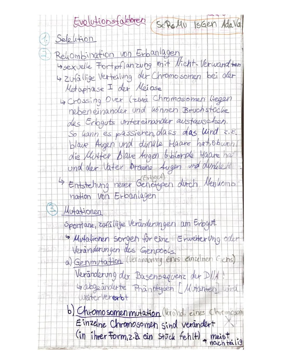 Evolutionsfaltoren
Selektion
Relombination von Erbanlagen
↳sexuelle Fort pflanzung mit Nicht- Verwandten
↳ Zufällige Verteilung der Chromoso