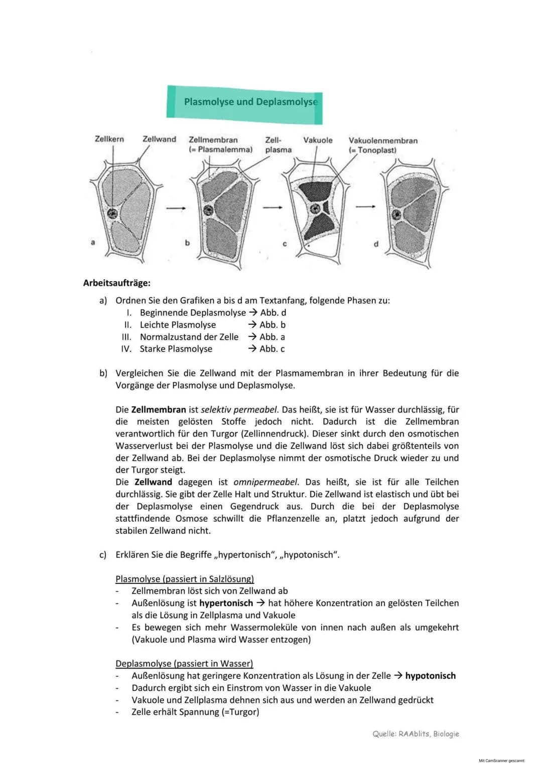 Zellkern
Zellwand
Plasmolyse und Deplasmolyse
Zellmembran
Zell-
(= Plasmalemma) plasma
Vakuole
Abb. a
→ Abb. c
Vakuolenmembran
(= Tonoplast)