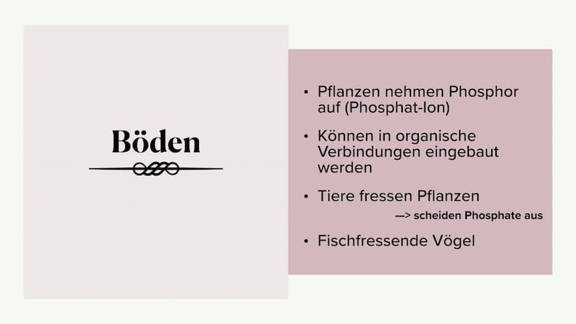 Phosphorkreislauf
es
Marlene, Antonia, Hannah Gliederung
omo
- Kreislauf
- äußere Einflüsse
- Folgen ●
●
●
Große Mengen in
Kreislauf
Apatit
