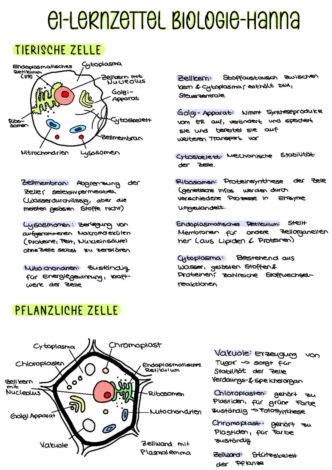 Zellbiologie 