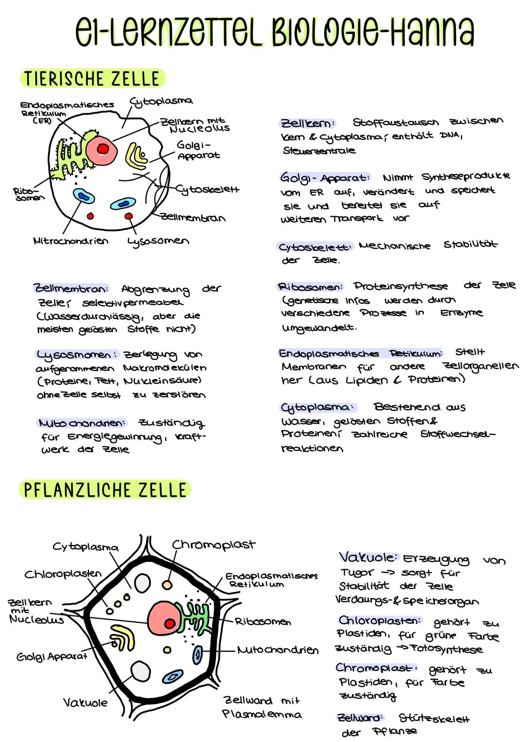 TIERISCHE ZELLE
Endoplasmatisches Cytoplasma
Retikulum
(ER)
Ribs-
Somen
M
el-LERNZETTEL BIOLOGIE-Hanna
Mitrochondrien Lysosomen
Zellmembran: