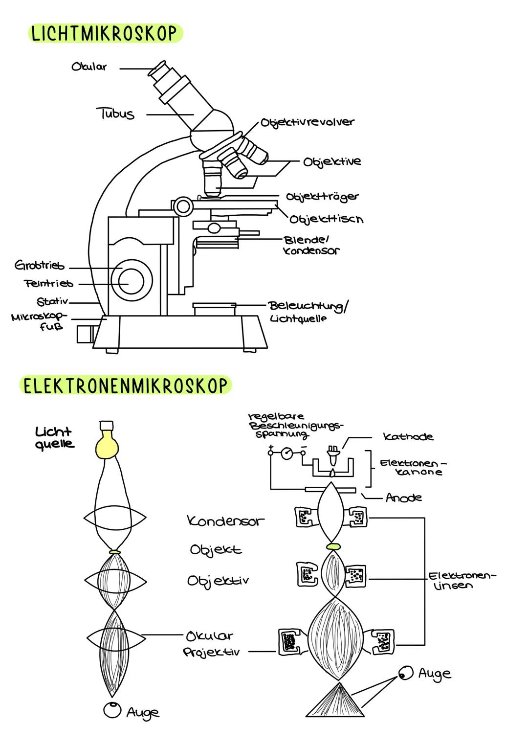 TIERISCHE ZELLE
Endoplasmatisches Cytoplasma
Retikulum
(ER)
Ribs-
Somen
M
el-LERNZETTEL BIOLOGIE-Hanna
Mitrochondrien Lysosomen
Zellmembran: