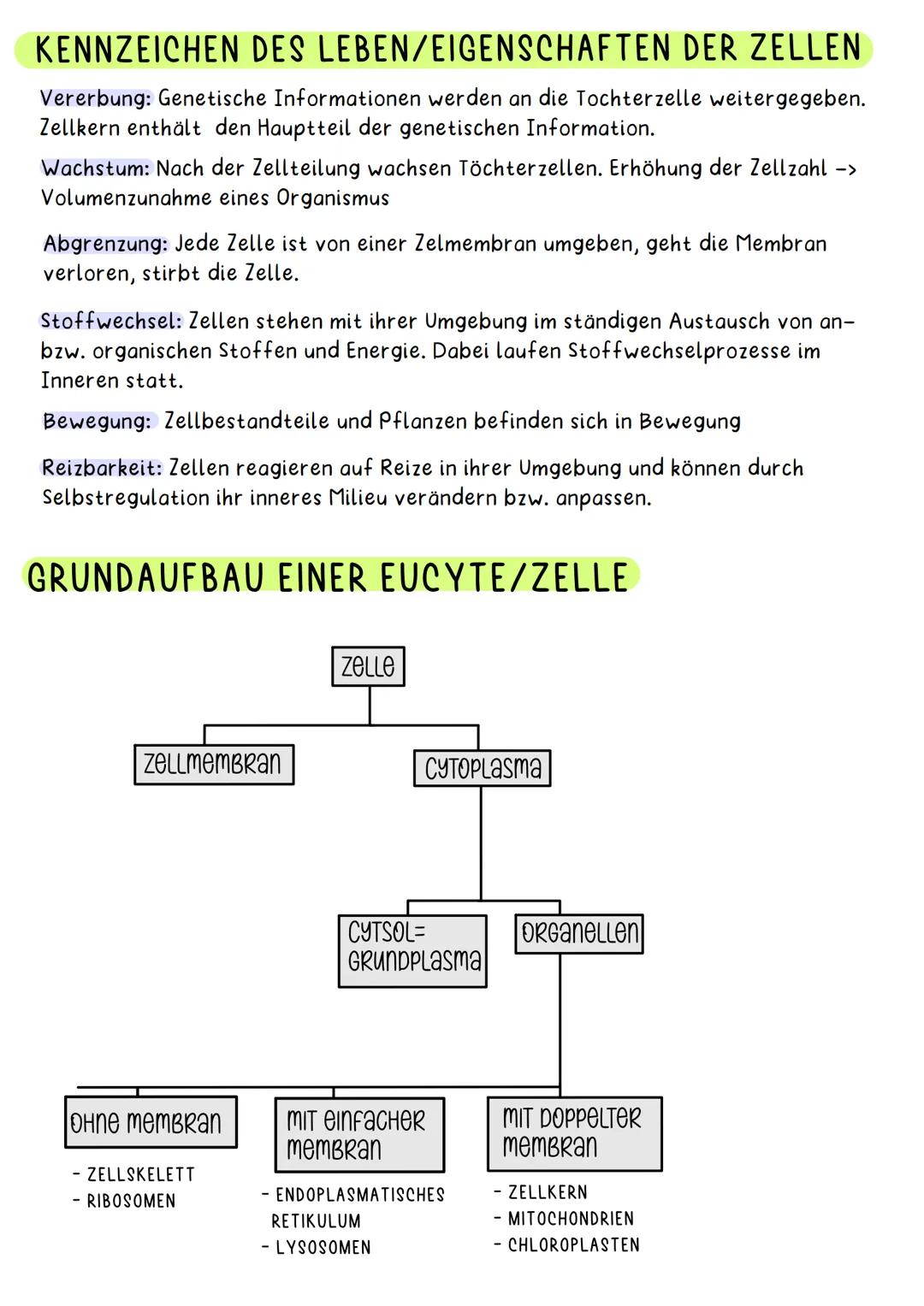 TIERISCHE ZELLE
Endoplasmatisches Cytoplasma
Retikulum
(ER)
Ribs-
Somen
M
el-LERNZETTEL BIOLOGIE-Hanna
Mitrochondrien Lysosomen
Zellmembran: