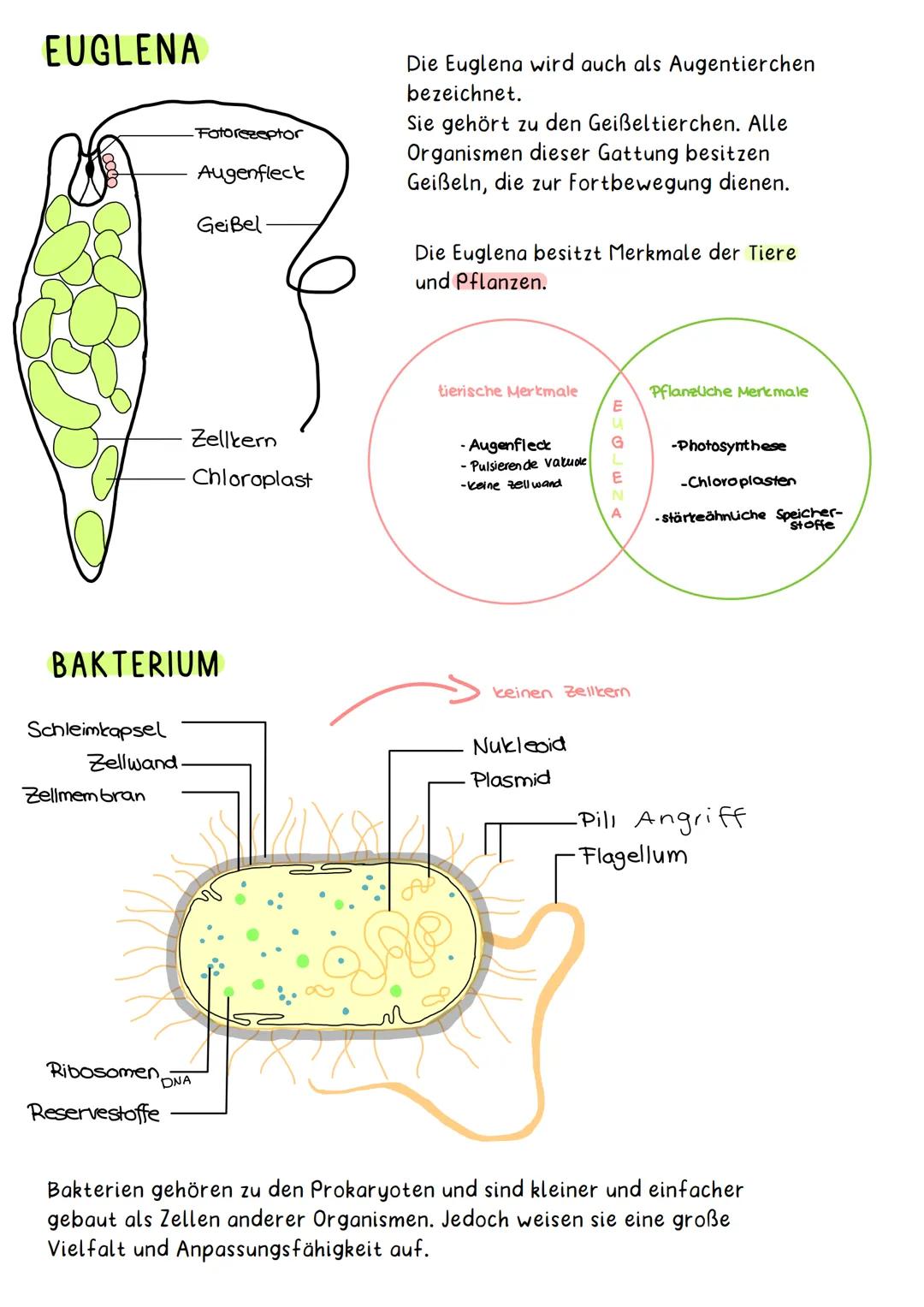 TIERISCHE ZELLE
Endoplasmatisches Cytoplasma
Retikulum
(ER)
Ribs-
Somen
M
el-LERNZETTEL BIOLOGIE-Hanna
Mitrochondrien Lysosomen
Zellmembran: