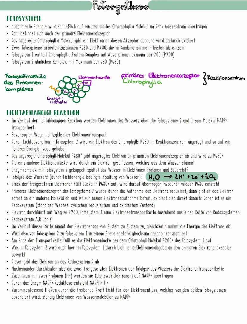 Fotosynthese
DIE ZWEIGETEILTE FOTOSYNTHESE
Experimente der Gruppe um Daniel Arnon fanden heraus, dass die Fotosynthese in zwei großen Teilsc