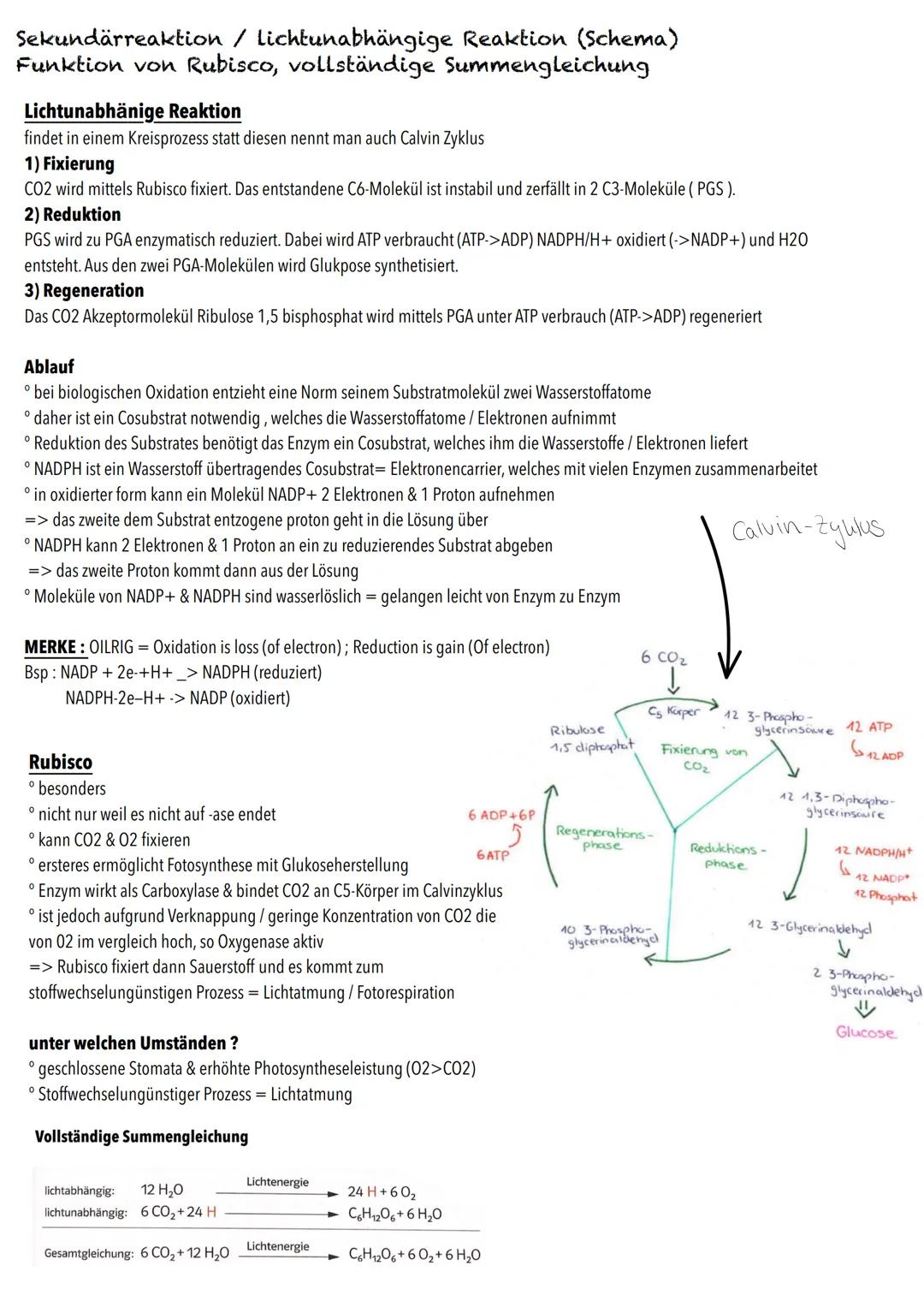 Q2
Ökologie BIOLOGY Abitur Checkliste - Themenübersicht
Strukturierung von Ökosystemen an einem Beispiel
abiotische Faktoren und deren Einfl