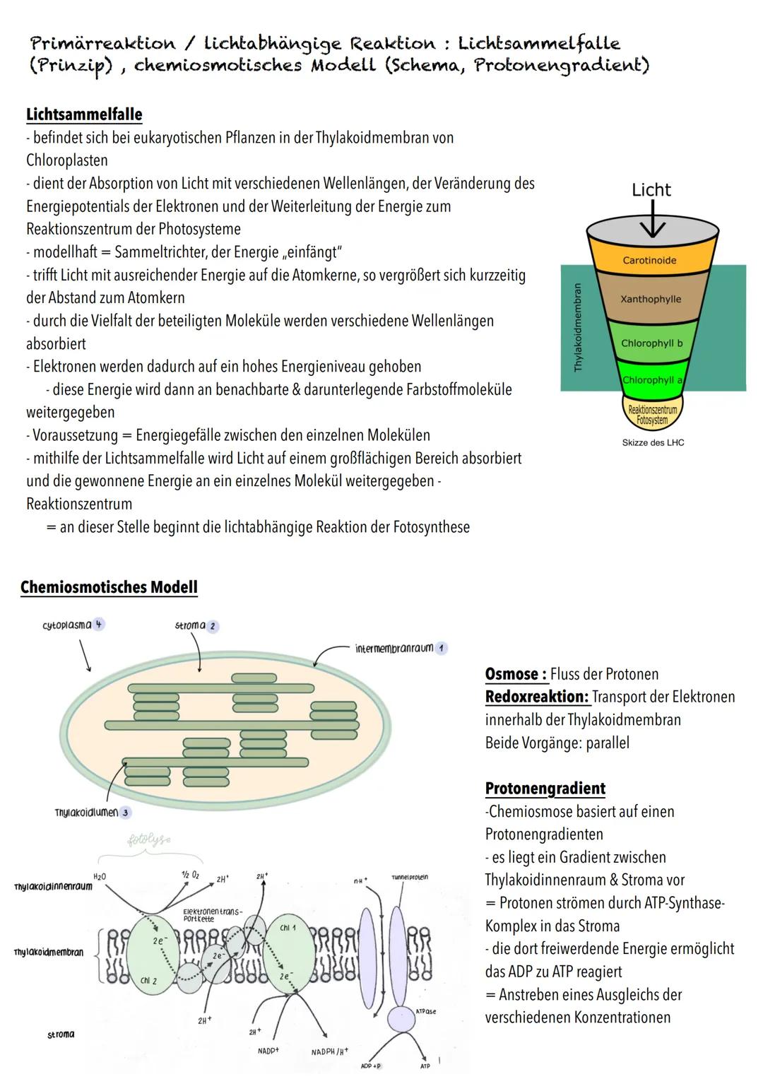 Q2
Ökologie BIOLOGY Abitur Checkliste - Themenübersicht
Strukturierung von Ökosystemen an einem Beispiel
abiotische Faktoren und deren Einfl