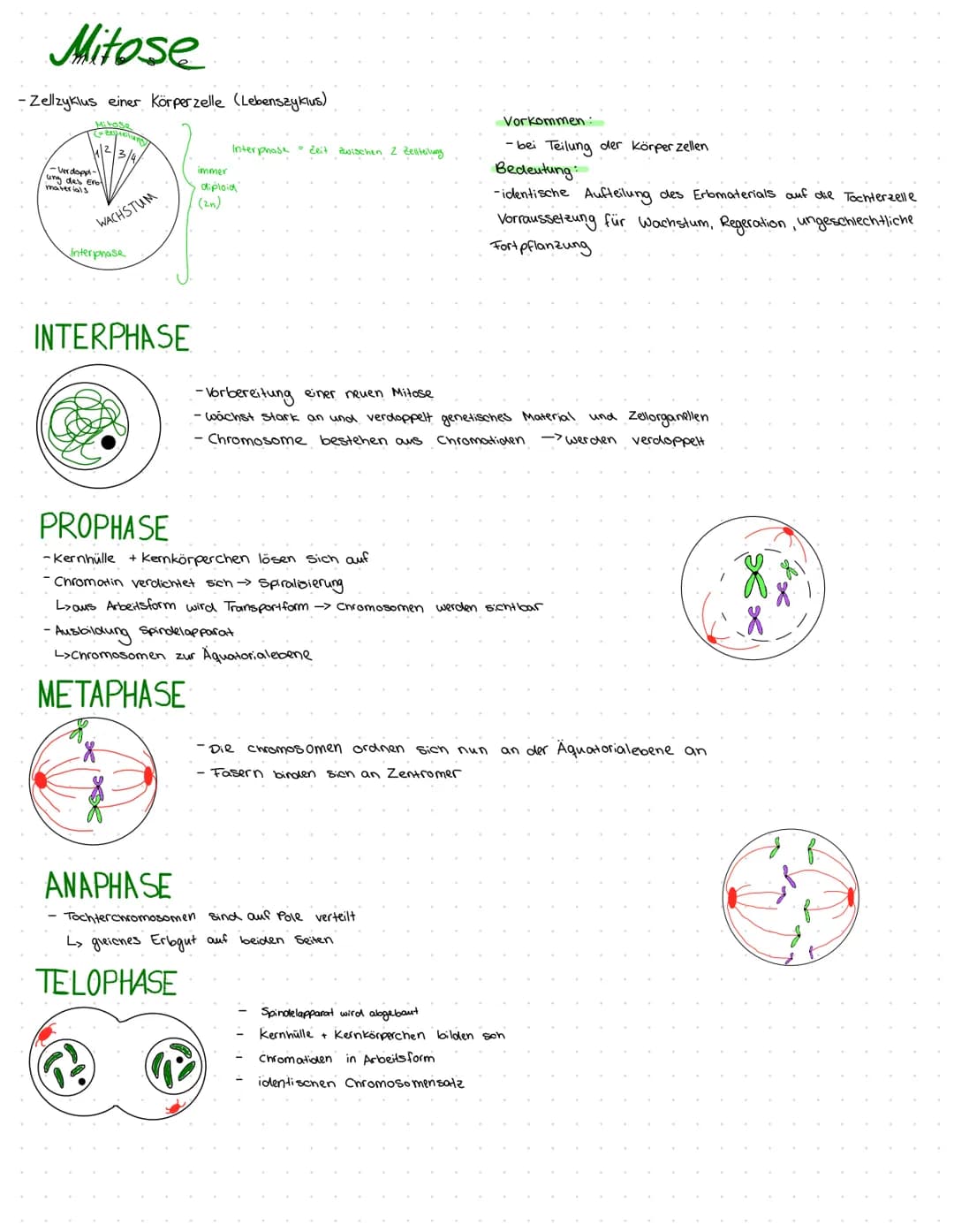 Mitose
-Zellzyklus einer Körperzelle (Lebenszyklus)
-Verdopp-
ung des Erbl
materials
WACHSTUM
Interphase
INTERPHASE
PROPHASE
immer
Interphas