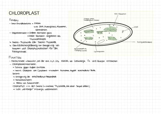 Know Chloroplasten, Mitochondrien & Ribosomen  thumbnail