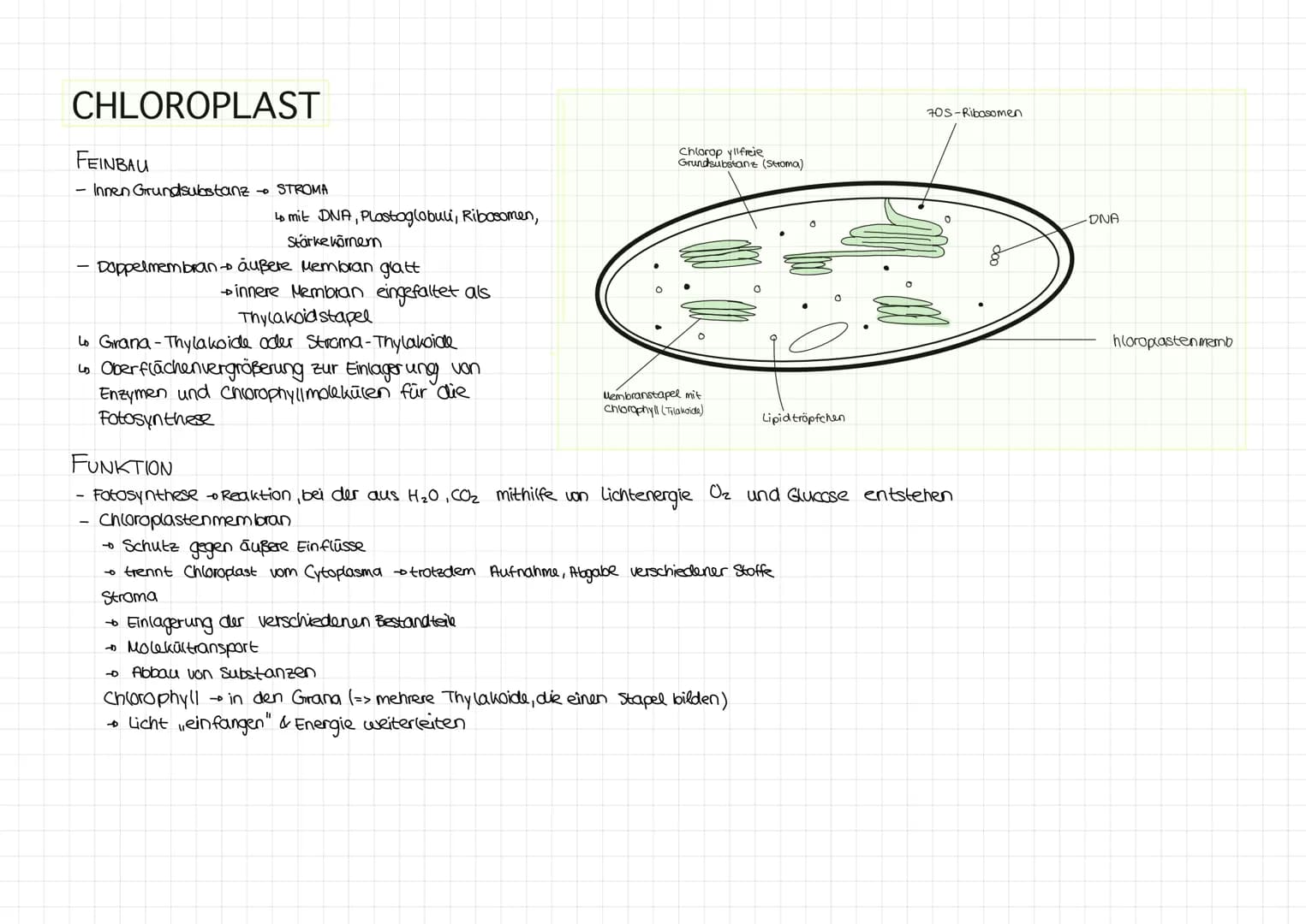 CHLOROPLAST
FEINBAU
- Innen Grundsubstanz - STROMA
4 mit DNA, Plastoglobuli, Ribosomen,
Stärke körnern
Doppelmembran - äußere Membran glatt
