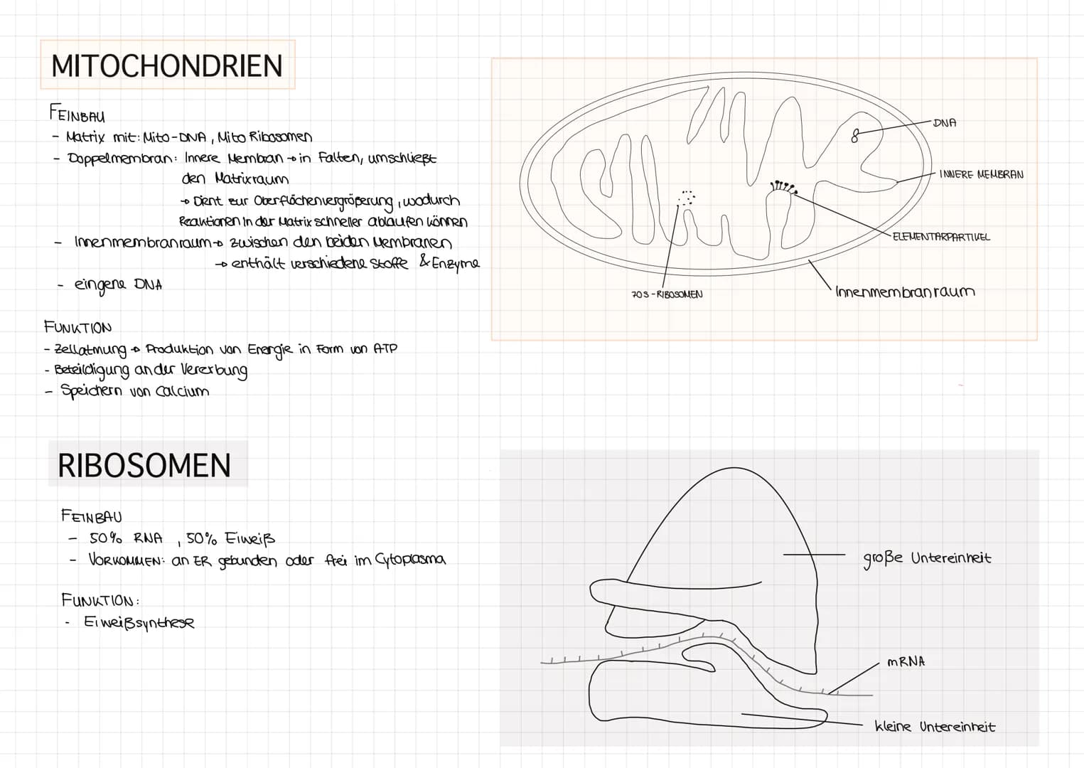 CHLOROPLAST
FEINBAU
- Innen Grundsubstanz - STROMA
4 mit DNA, Plastoglobuli, Ribosomen,
Stärke körnern
Doppelmembran - äußere Membran glatt
