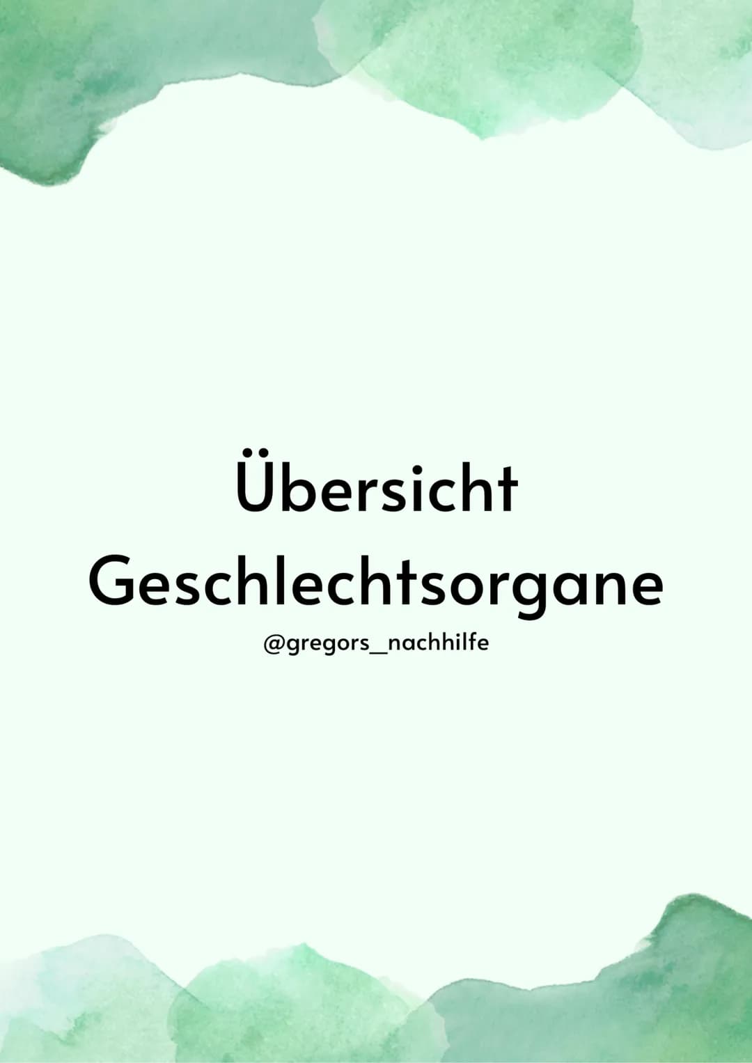 Übersicht Geschlechtsorgane 
