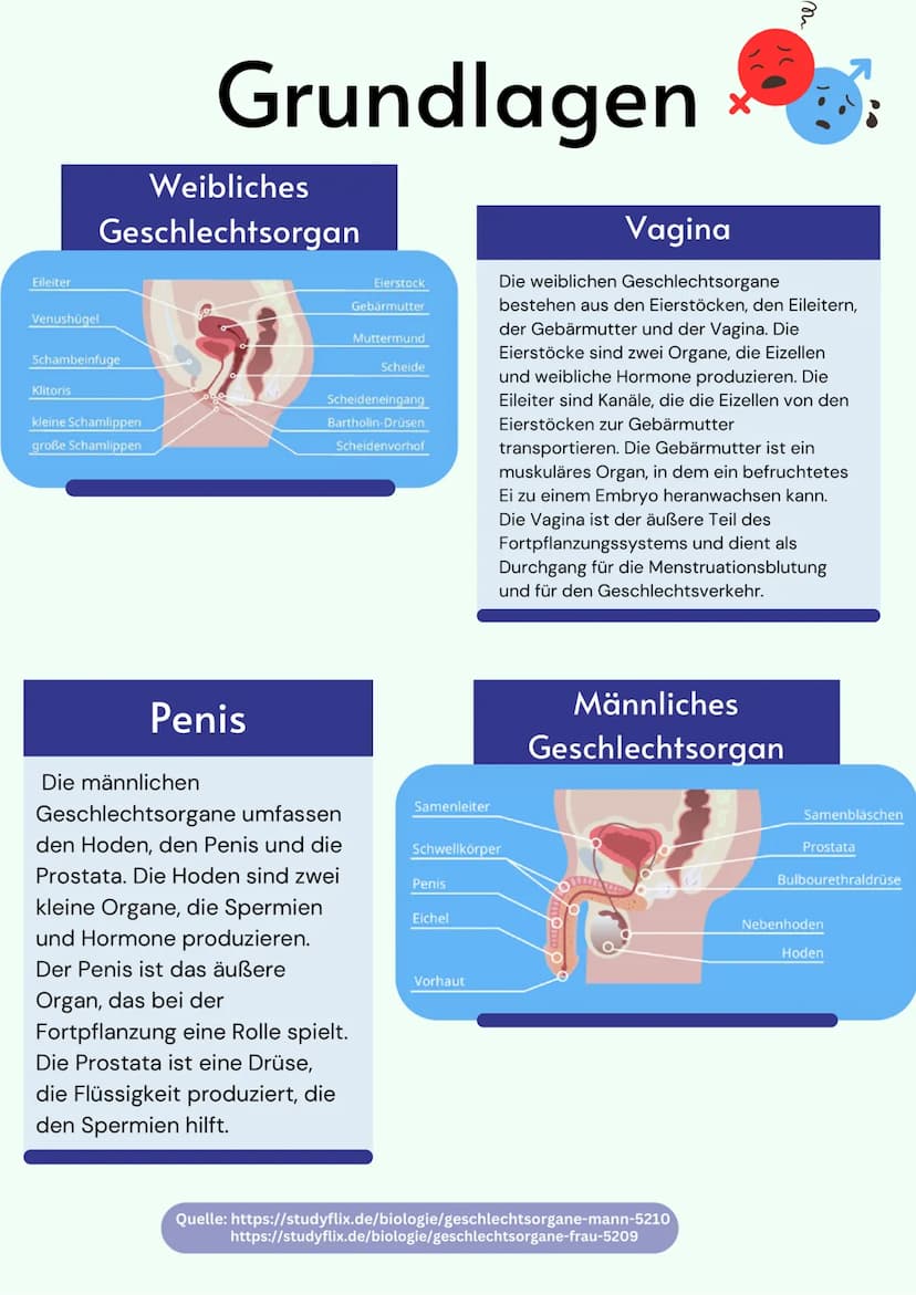 Übersicht
Geschlechtsorgane
@gregors_nachhilfe Eileiter
Venushügel
Weibliches
Geschlechtsorgan
Schambeinfuge
Klitoris
Grundlagen
kleine Scha