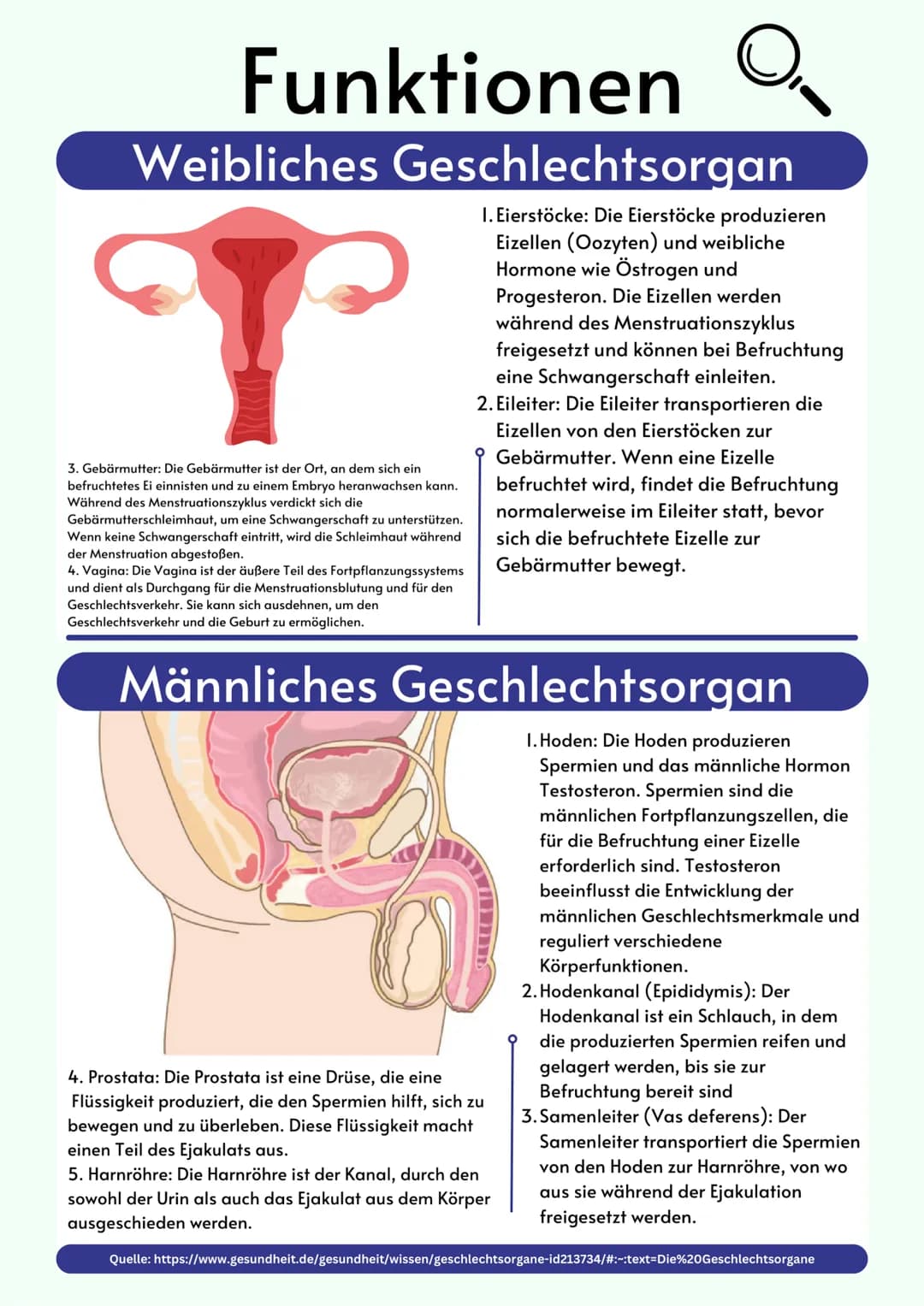 Übersicht
Geschlechtsorgane
@gregors_nachhilfe Eileiter
Venushügel
Weibliches
Geschlechtsorgan
Schambeinfuge
Klitoris
Grundlagen
kleine Scha