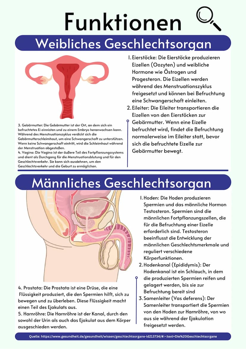 Übersicht
Geschlechtsorgane
@gregors_nachhilfe Eileiter
Venushügel
Weibliches
Geschlechtsorgan
Schambeinfuge
Klitoris
Grundlagen
kleine Scha