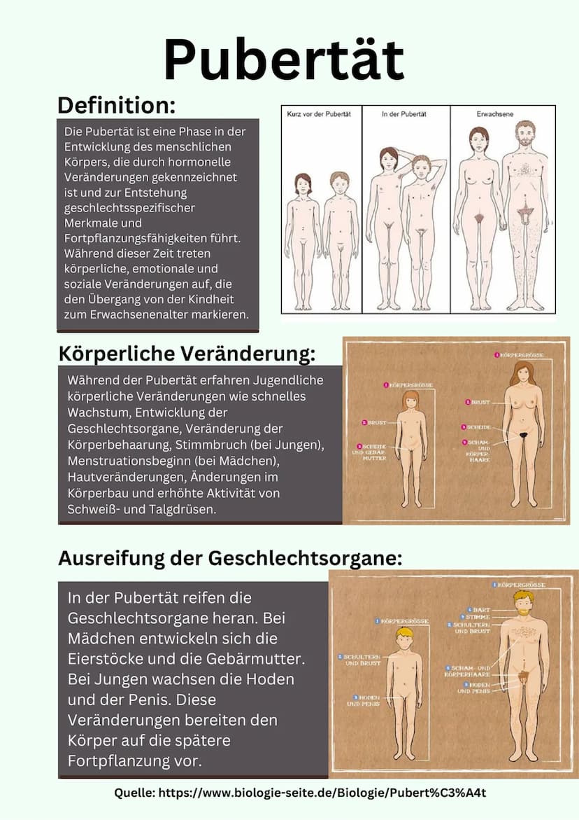 Übersicht
Geschlechtsorgane
@gregors_nachhilfe Eileiter
Venushügel
Weibliches
Geschlechtsorgan
Schambeinfuge
Klitoris
Grundlagen
kleine Scha