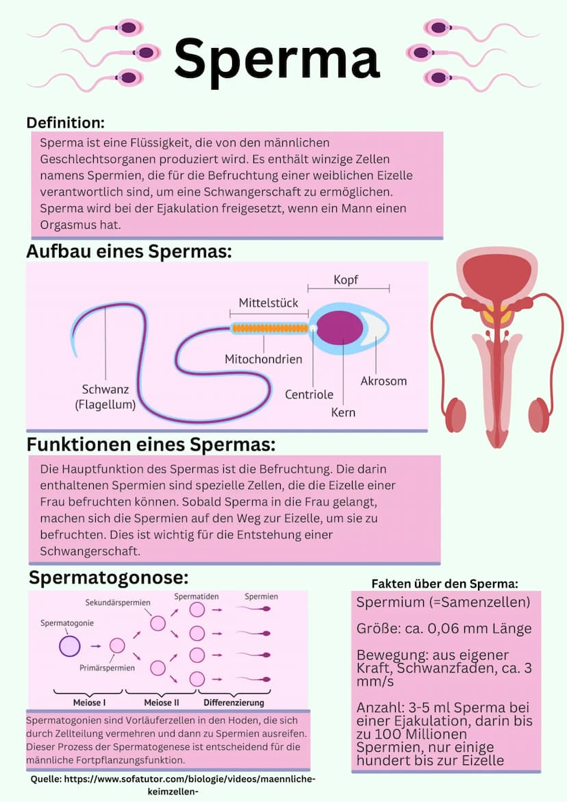 Übersicht
Geschlechtsorgane
@gregors_nachhilfe Eileiter
Venushügel
Weibliches
Geschlechtsorgan
Schambeinfuge
Klitoris
Grundlagen
kleine Scha