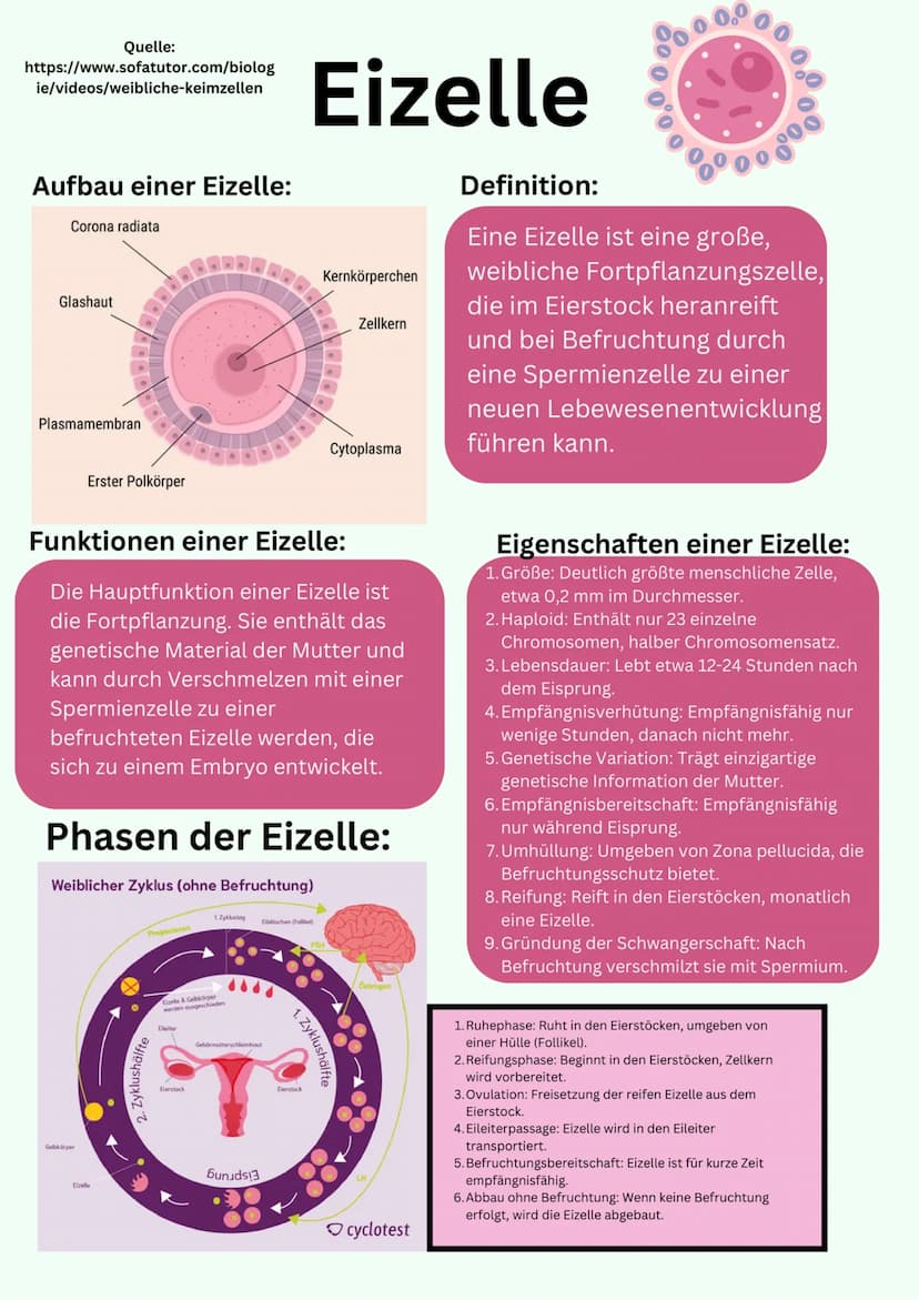 Übersicht
Geschlechtsorgane
@gregors_nachhilfe Eileiter
Venushügel
Weibliches
Geschlechtsorgan
Schambeinfuge
Klitoris
Grundlagen
kleine Scha