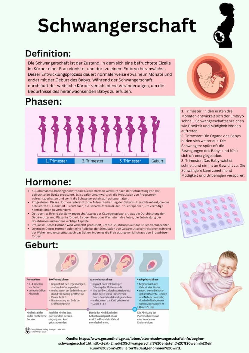 Übersicht
Geschlechtsorgane
@gregors_nachhilfe Eileiter
Venushügel
Weibliches
Geschlechtsorgan
Schambeinfuge
Klitoris
Grundlagen
kleine Scha
