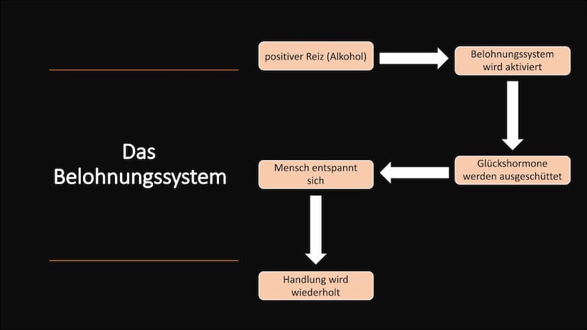 Alkoholsucht Gliederung
Ursachen
Ab wann gelte ich als abhängig?
• Entstehung der Sucht
●
• Das Belohnungssystem
Das 4-Phasen-Modell nach Je