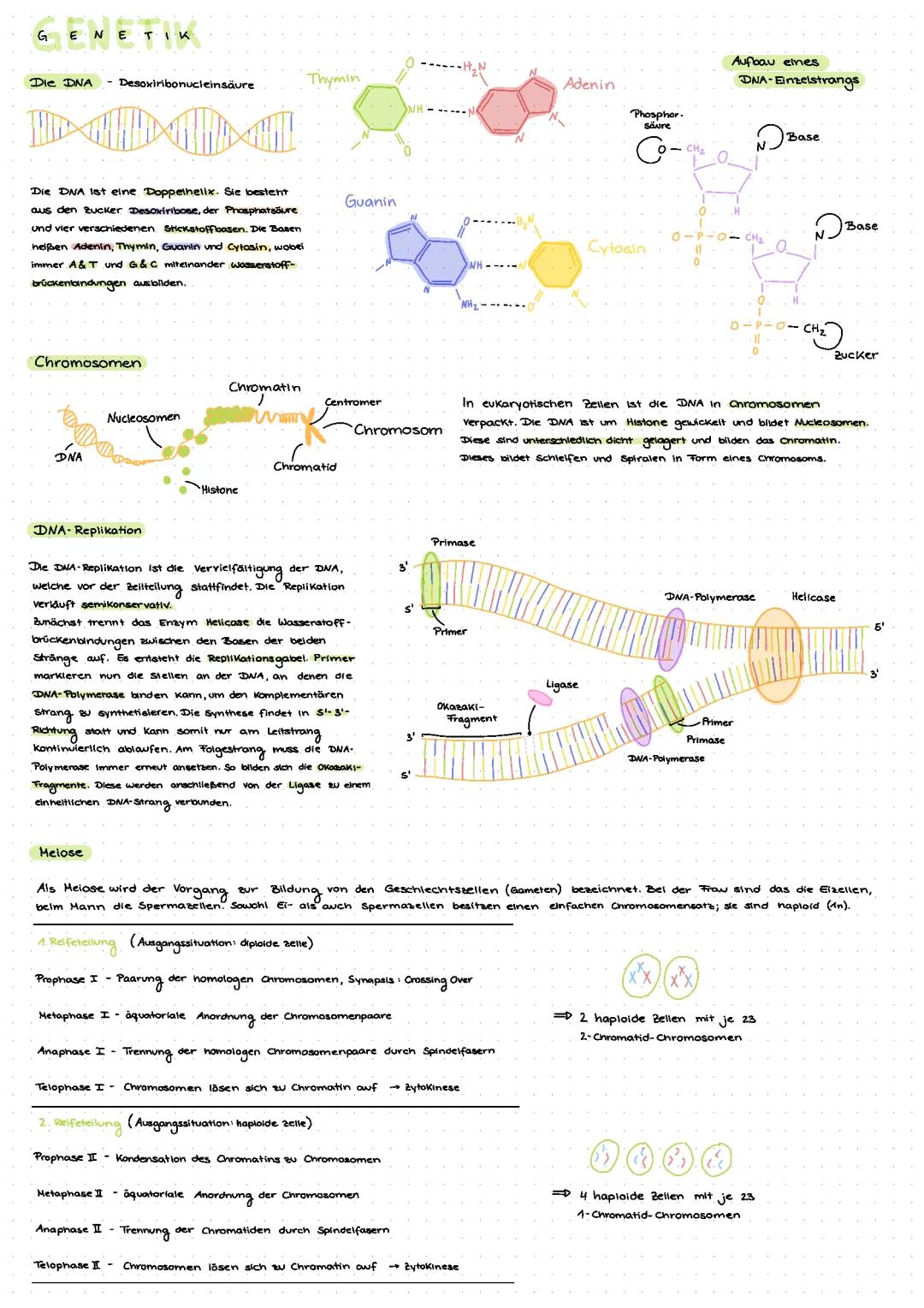 Genetik Biologie Abitur Zusammenfassung - Einführung, Lernzettel und Fragen