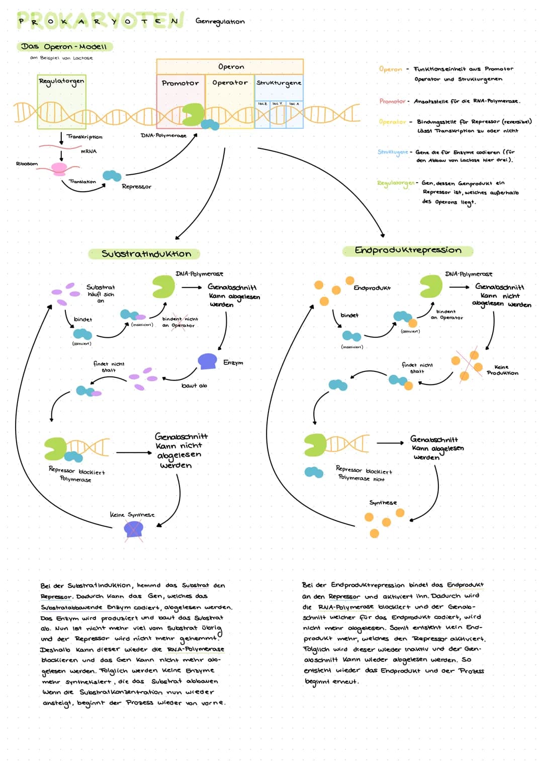 GENETIK
Die DNA - Desoxiribonucleinsäure
Die DNA ist eine Doppelhelix. Sie bestent
aus den Zucker Desoxiribose, der Phosphatsäure
und vier v