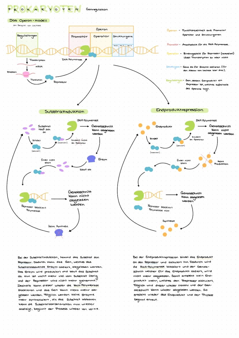 GENETIK
Die DNA - Desoxiribonucleinsäure
Die DNA ist eine Doppelhelix. Sie bestent
aus den Zucker Desoxiribose, der Phosphatsäure
und vier v