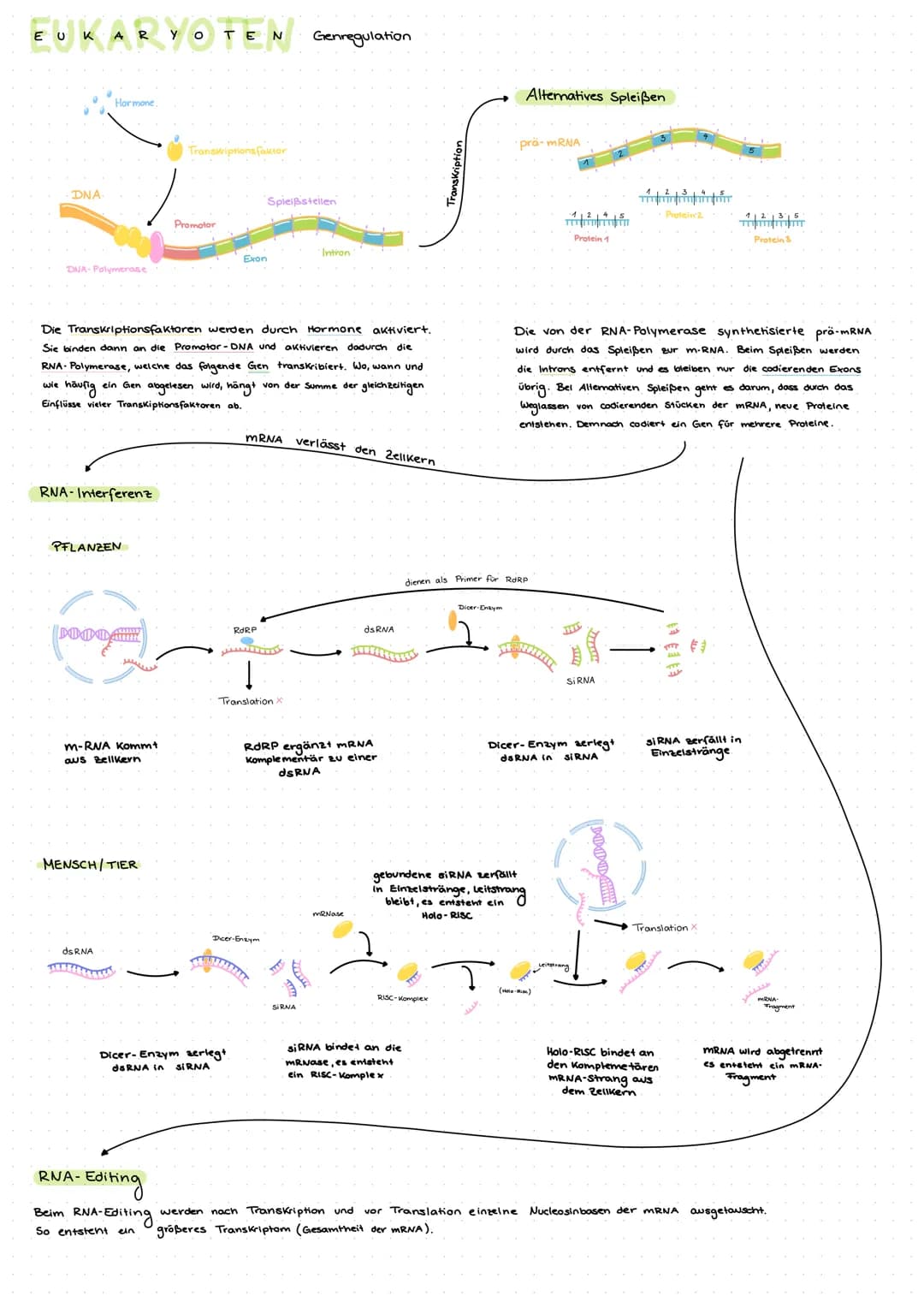 GENETIK
Die DNA - Desoxiribonucleinsäure
Die DNA ist eine Doppelhelix. Sie bestent
aus den Zucker Desoxiribose, der Phosphatsäure
und vier v