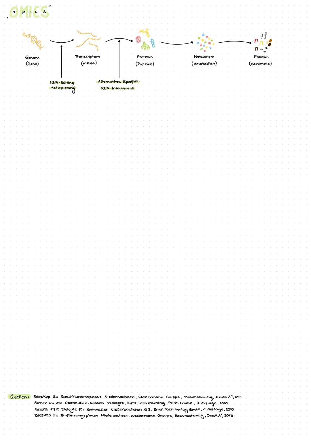 GENETIK
Die DNA - Desoxiribonucleinsäure
Die DNA ist eine Doppelhelix. Sie bestent
aus den Zucker Desoxiribose, der Phosphatsäure
und vier v