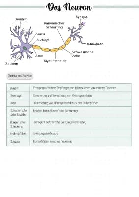 Know Neurobiologie Lernzettel thumbnail