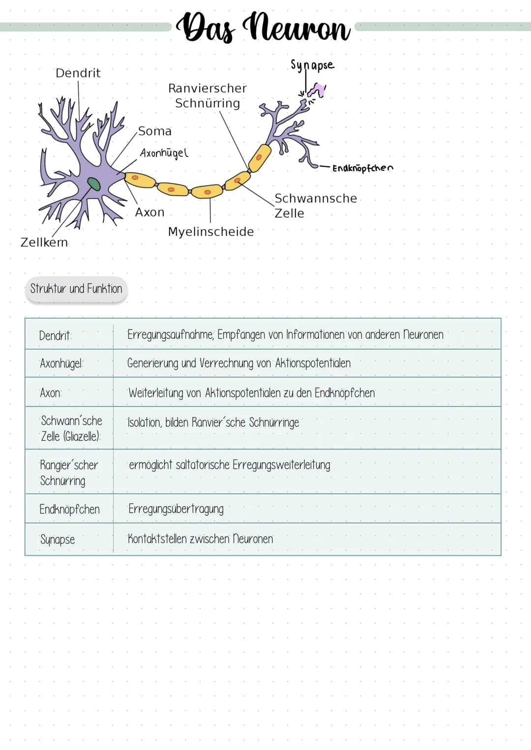 Dendrit
Zellkern
Struktur und Funktion
Dendrit:
Axonhügel
Axon:
Schwann sche
Zelle (Gliazelle):
Rangier'scher
Schnürring
Endknöpfchen
Synaps