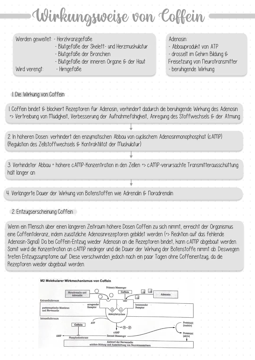 Dendrit
Zellkern
Struktur und Funktion
Dendrit:
Axonhügel
Axon:
Schwann sche
Zelle (Gliazelle):
Rangier'scher
Schnürring
Endknöpfchen
Synaps