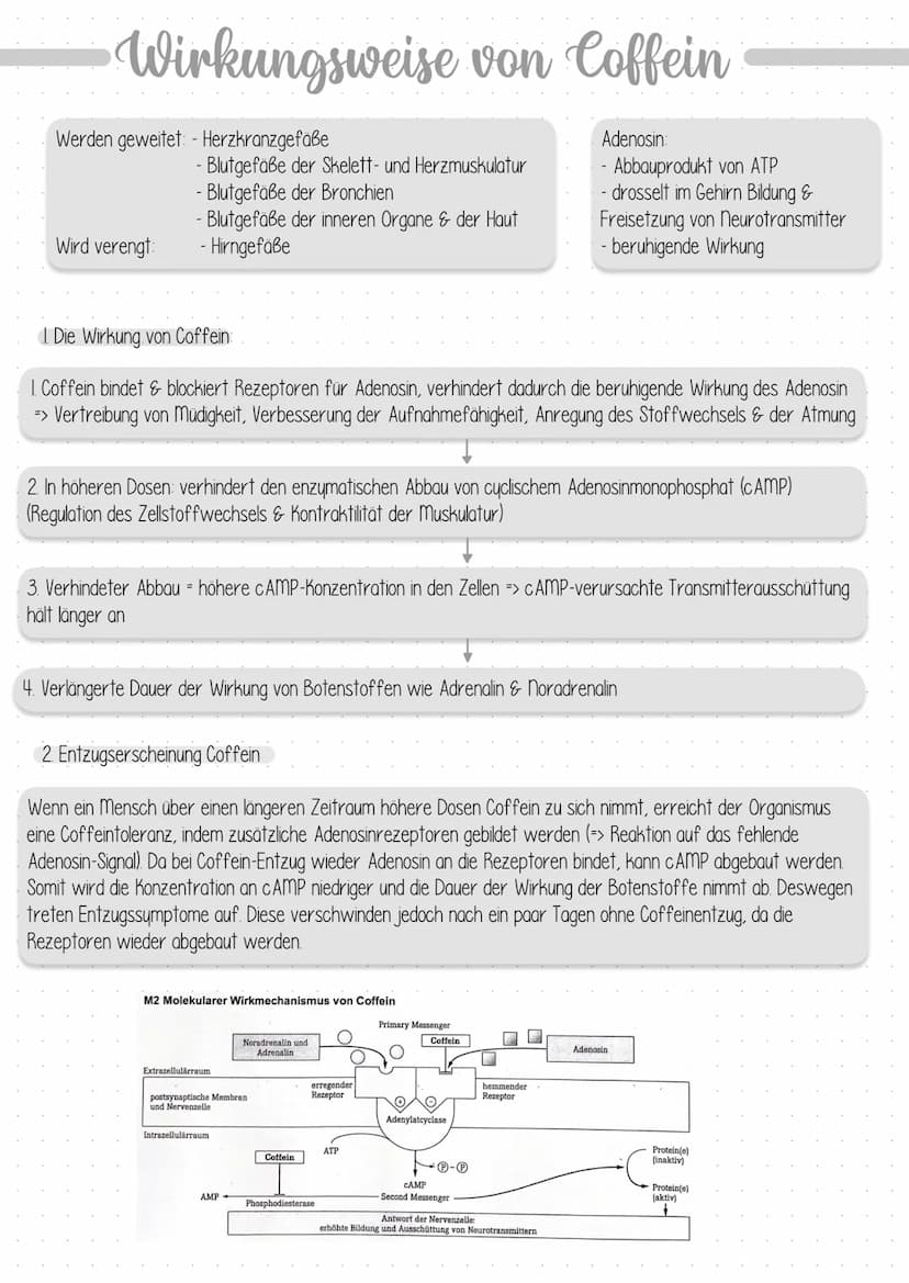 Dendrit
Zellkern
Struktur und Funktion
Dendrit:
Axonhügel
Axon:
Schwann sche
Zelle (Gliazelle):
Rangier'scher
Schnürring
Endknöpfchen
Synaps
