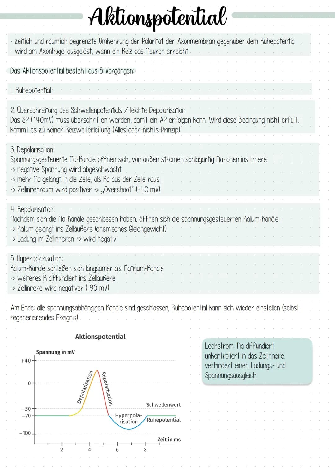 Dendrit
Zellkern
Struktur und Funktion
Dendrit:
Axonhügel
Axon:
Schwann sche
Zelle (Gliazelle):
Rangier'scher
Schnürring
Endknöpfchen
Synaps