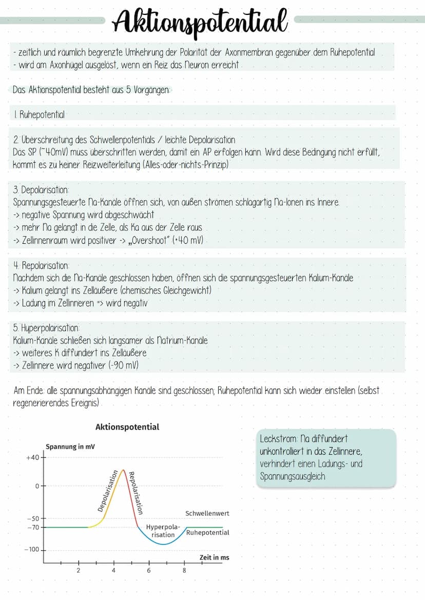 Dendrit
Zellkern
Struktur und Funktion
Dendrit:
Axonhügel
Axon:
Schwann sche
Zelle (Gliazelle):
Rangier'scher
Schnürring
Endknöpfchen
Synaps