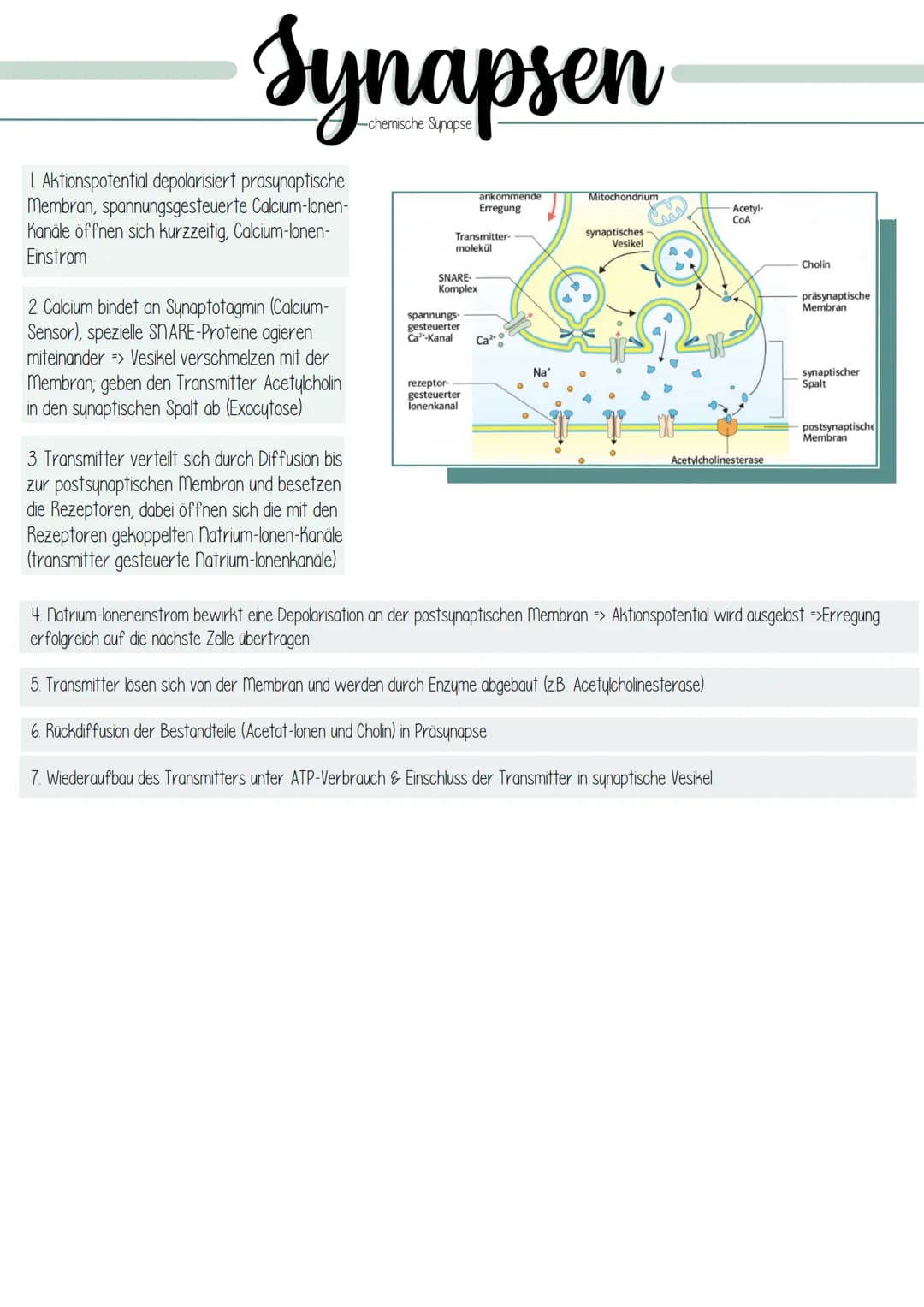 Dendrit
Zellkern
Struktur und Funktion
Dendrit:
Axonhügel
Axon:
Schwann sche
Zelle (Gliazelle):
Rangier'scher
Schnürring
Endknöpfchen
Synaps